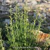 subsp. spinescens-Mardin