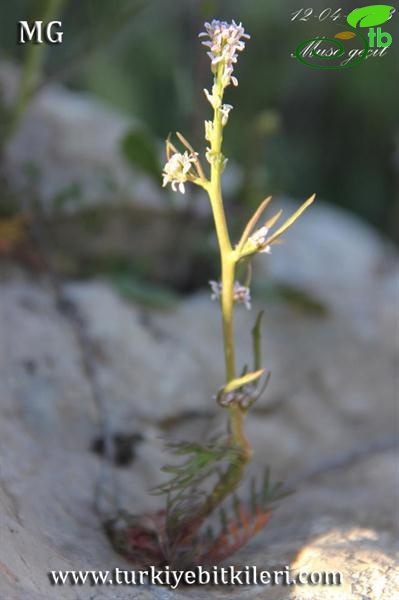 subsp. spinescens-Mardin