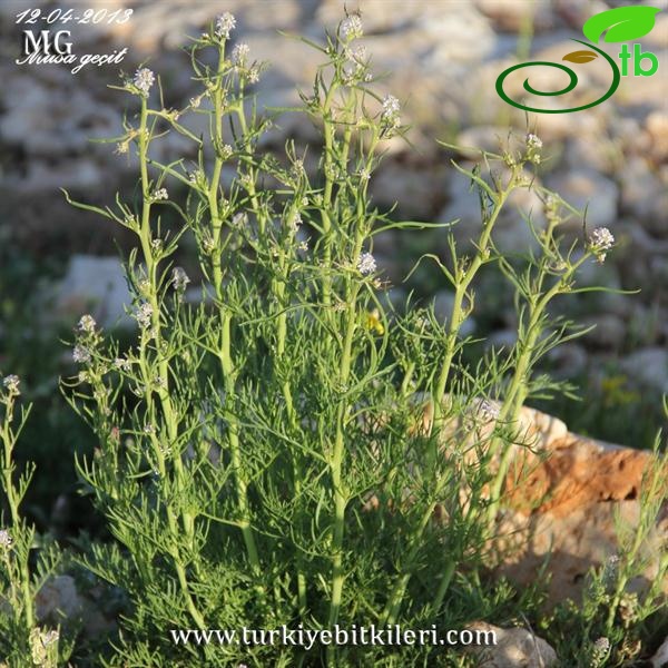 subsp. spinescens-Mardin