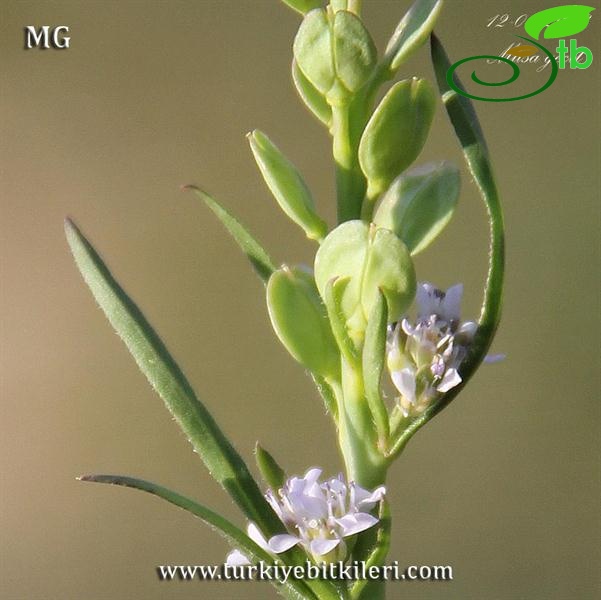 subsp. spinescens-Mardin