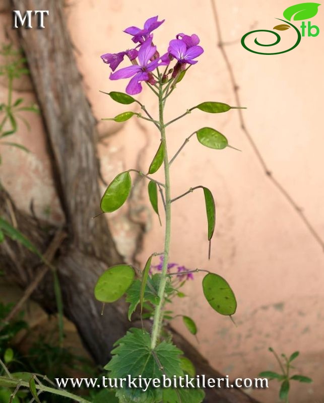 subsp. annua-İstanbul