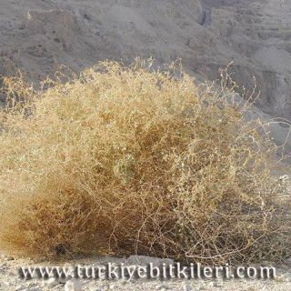 İsrail