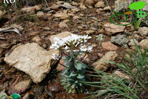 Hatay