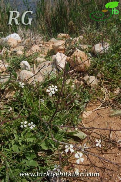 Silifke-Mersin