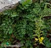 subsp. sylvestris-İstanbul