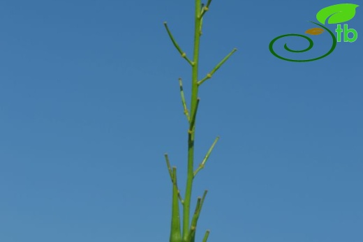 Datça