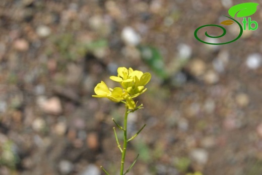 Datça
