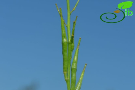 Datça