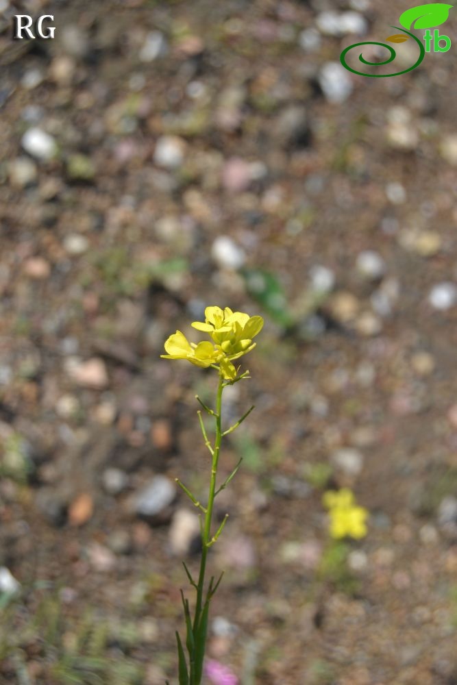 Datça