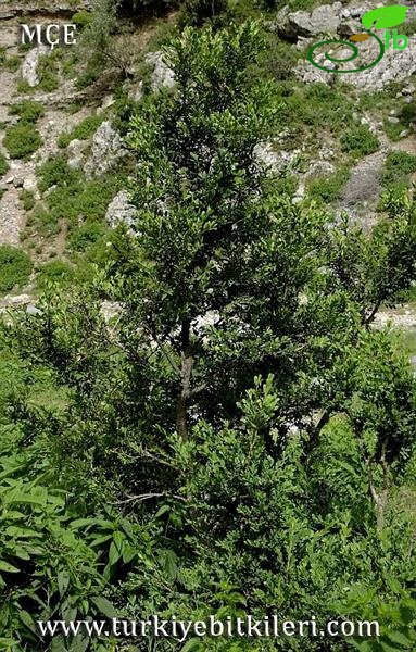Amanos dağları-Osmaniye