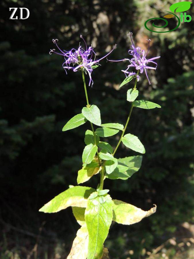 subsp. amplexicaule-Kütahya