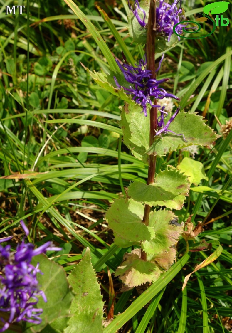 subsp. amplexicaule var. amplexicaule- Artvin