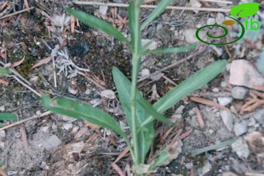 ssp limonifolium-Aladağlar-Niğde