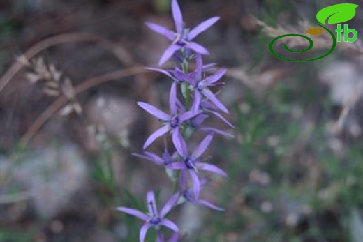 ssp limonifolium-Aladağlar-Niğde