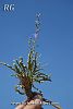 ssp linifolium-Polatlı-Ankara