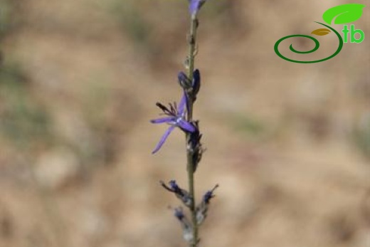 ssp linifolium-Polatlı-Ankara