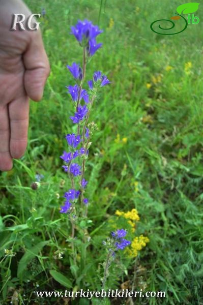 ssp hispida-Çaldıran-Van