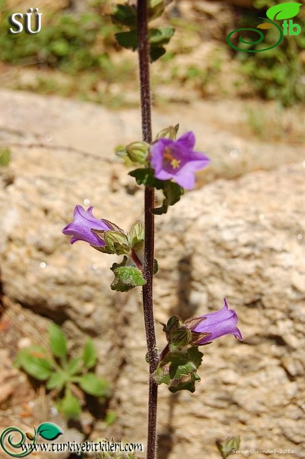 Milas-Muğla