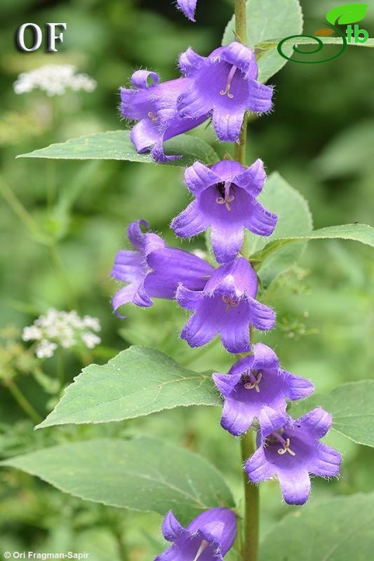 Campanula latifoliaOFTrabzon