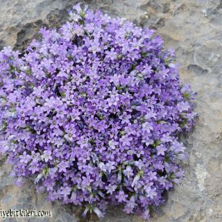 Munzur dağları-Erzincan