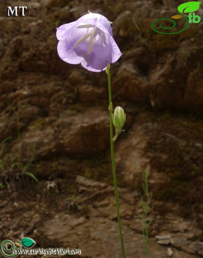 subsp. persicifolia-İstanbul