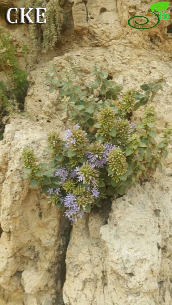 Mardin