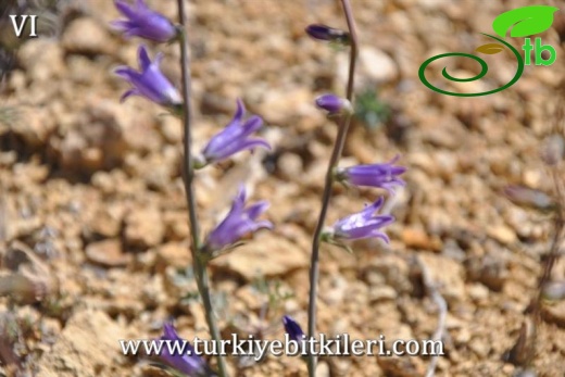 subsp ptarmicifolia-Erzincan