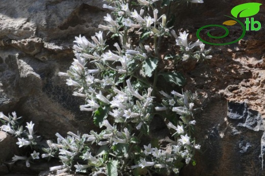 subsp. densiflora-Tunceli