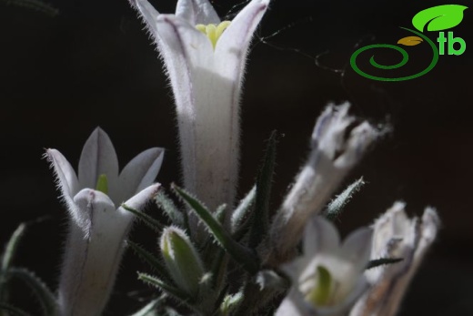 subsp. densiflora-Tunceli