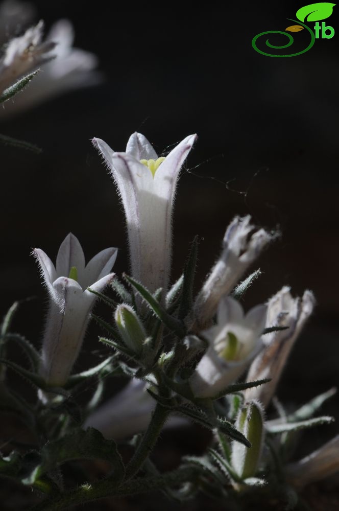 subsp. densiflora-Tunceli