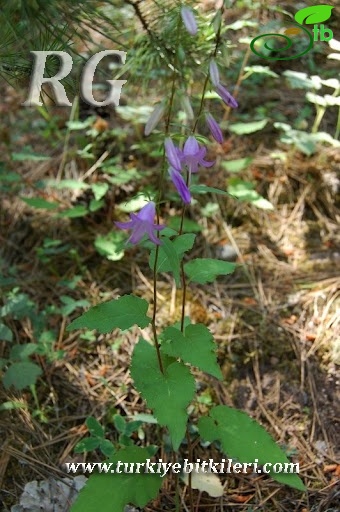 ssp cordifolia-Kıbrıscık-Bolu