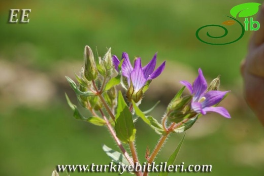 Dargeçit-Mardin