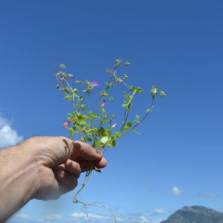 Datça-Muğla