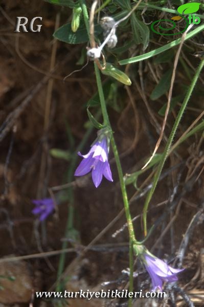 var stricta-Girdev gölü-Muğla