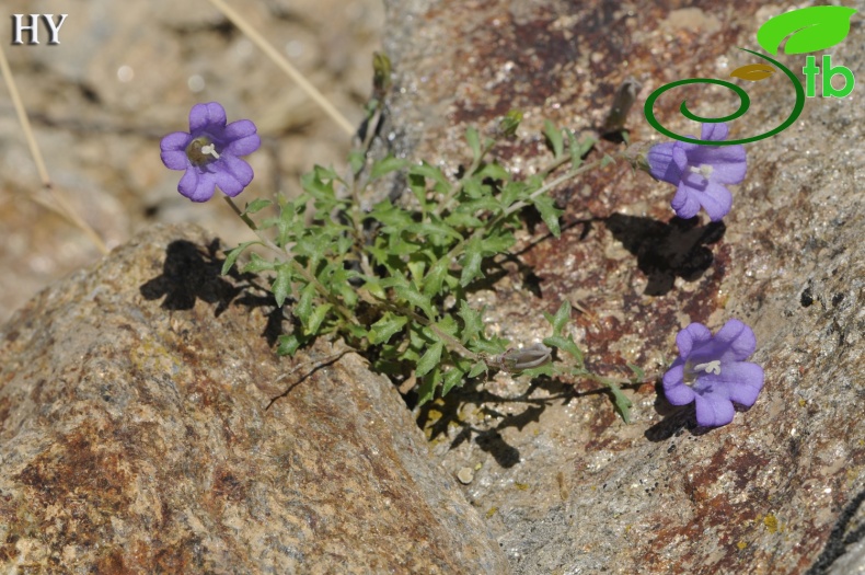 Campanula teucroides