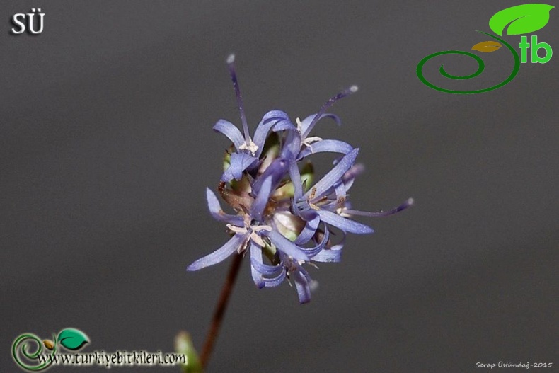 subsp. supina-Bursa