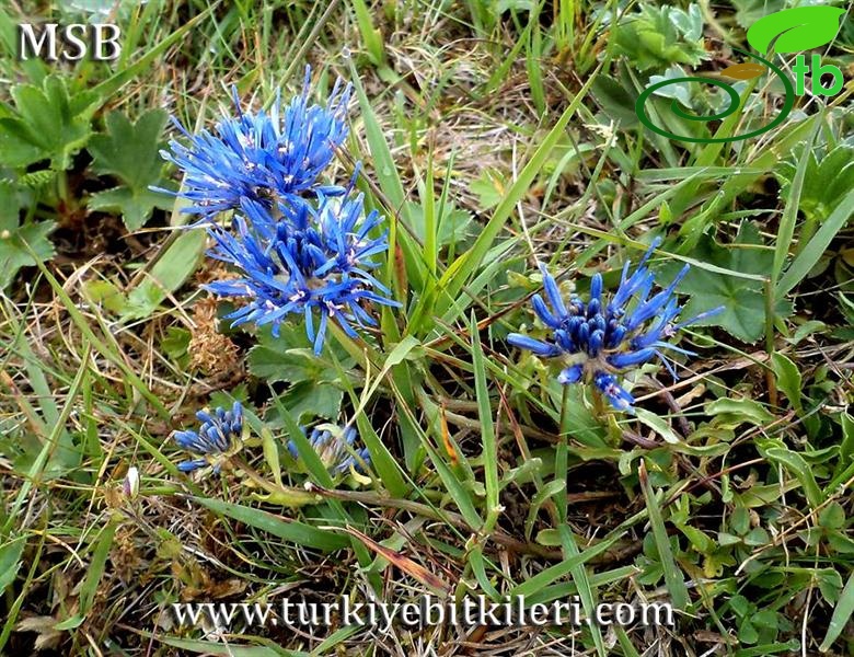 subsp. pontica-Ayder yaylası-Rize