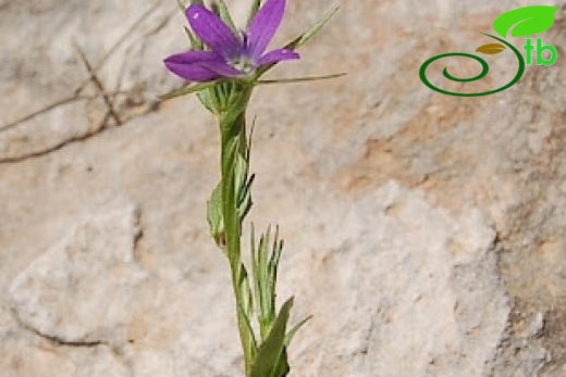 Gülnar-Mersin