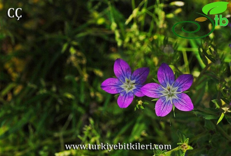 Afyon