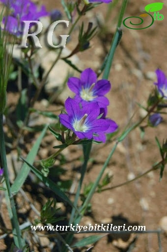 Kırobası-Mersin