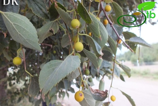 Tokat