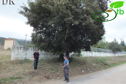 Tokat