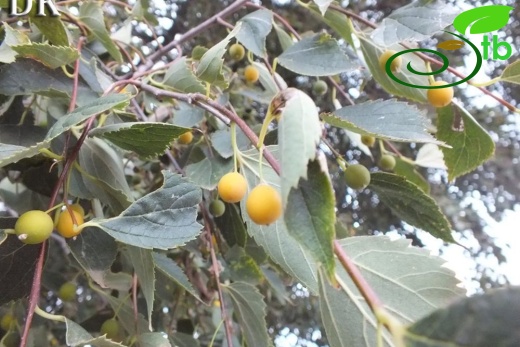 Tokat
