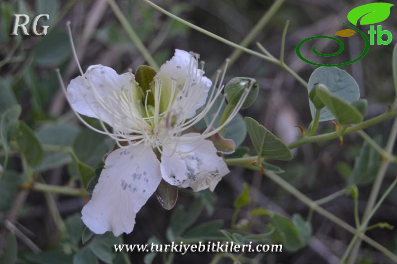 Yusufeli-Artvin