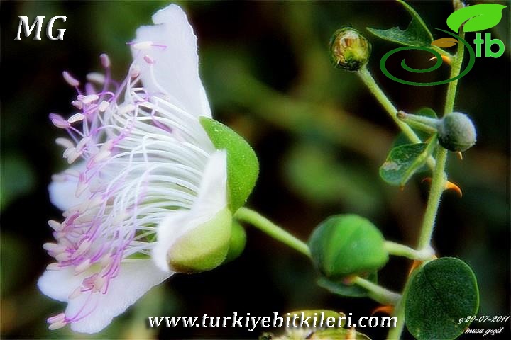 var. palaestina-Mardin