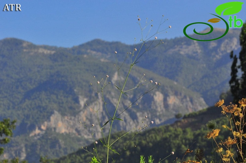 Alanya-Antalya