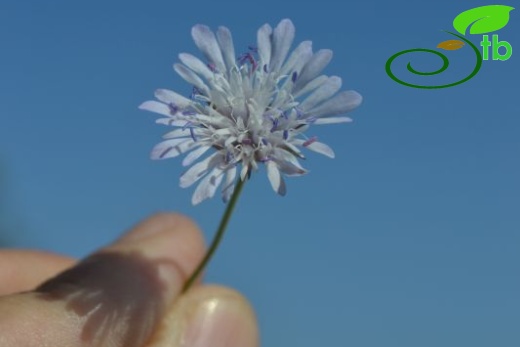 var bidens-Datça-Muğla