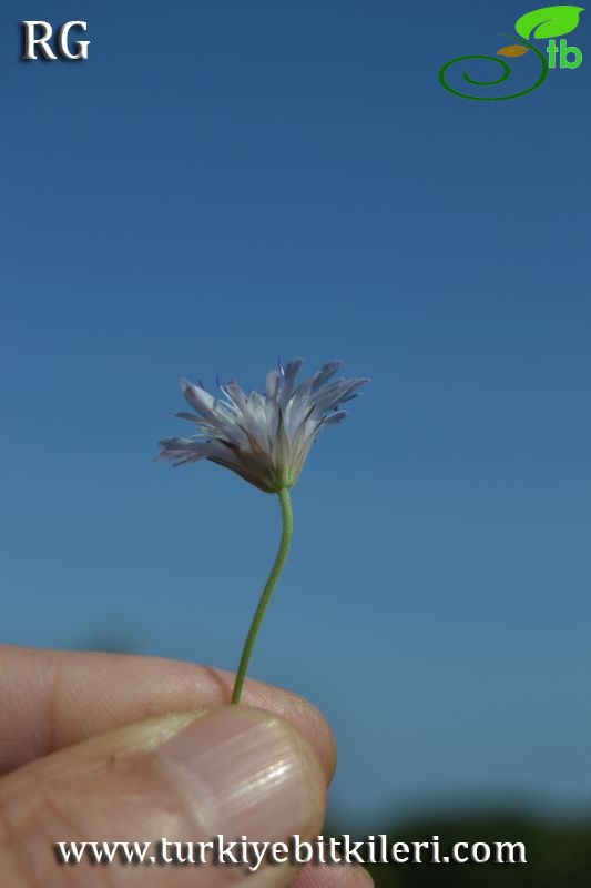 var bidens-Datça-Muğla