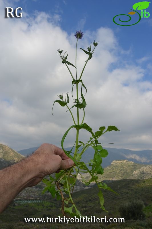 var bidens-Datça-Muğla