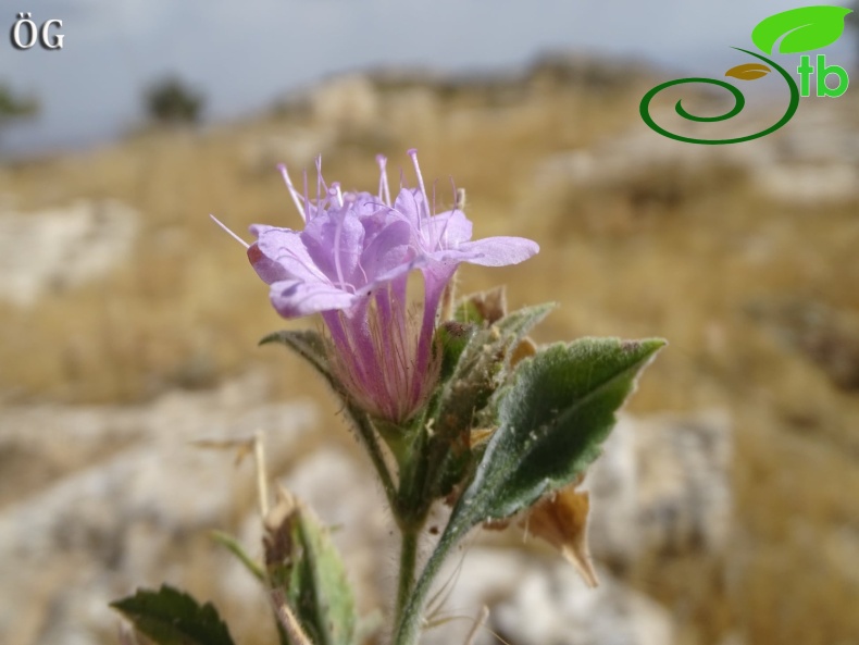 Nusaybin- Mardin